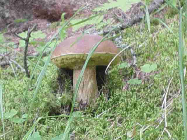  Image name: 232 Porcino.jpg 
 width: 640 pixel 
 height: 480 pixel 
 Size: 26619 bytes 
 Click to enlarge 